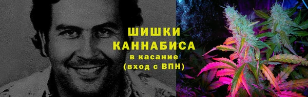 индика Аркадак